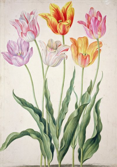 Tulips, from the 